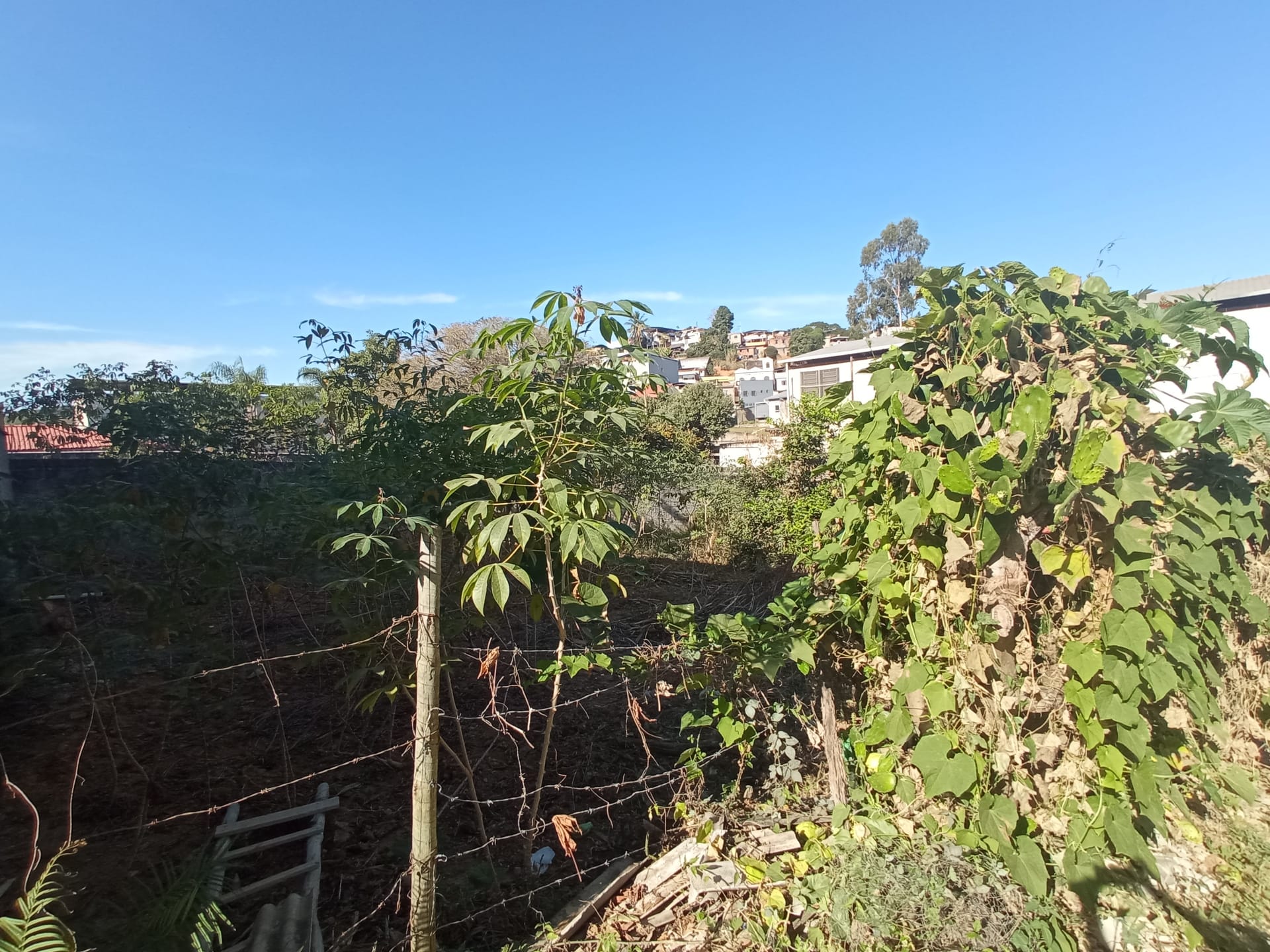 Terreno à venda 152.1M², ROSÁRIO, RIO POMBA - MG - foto 5
