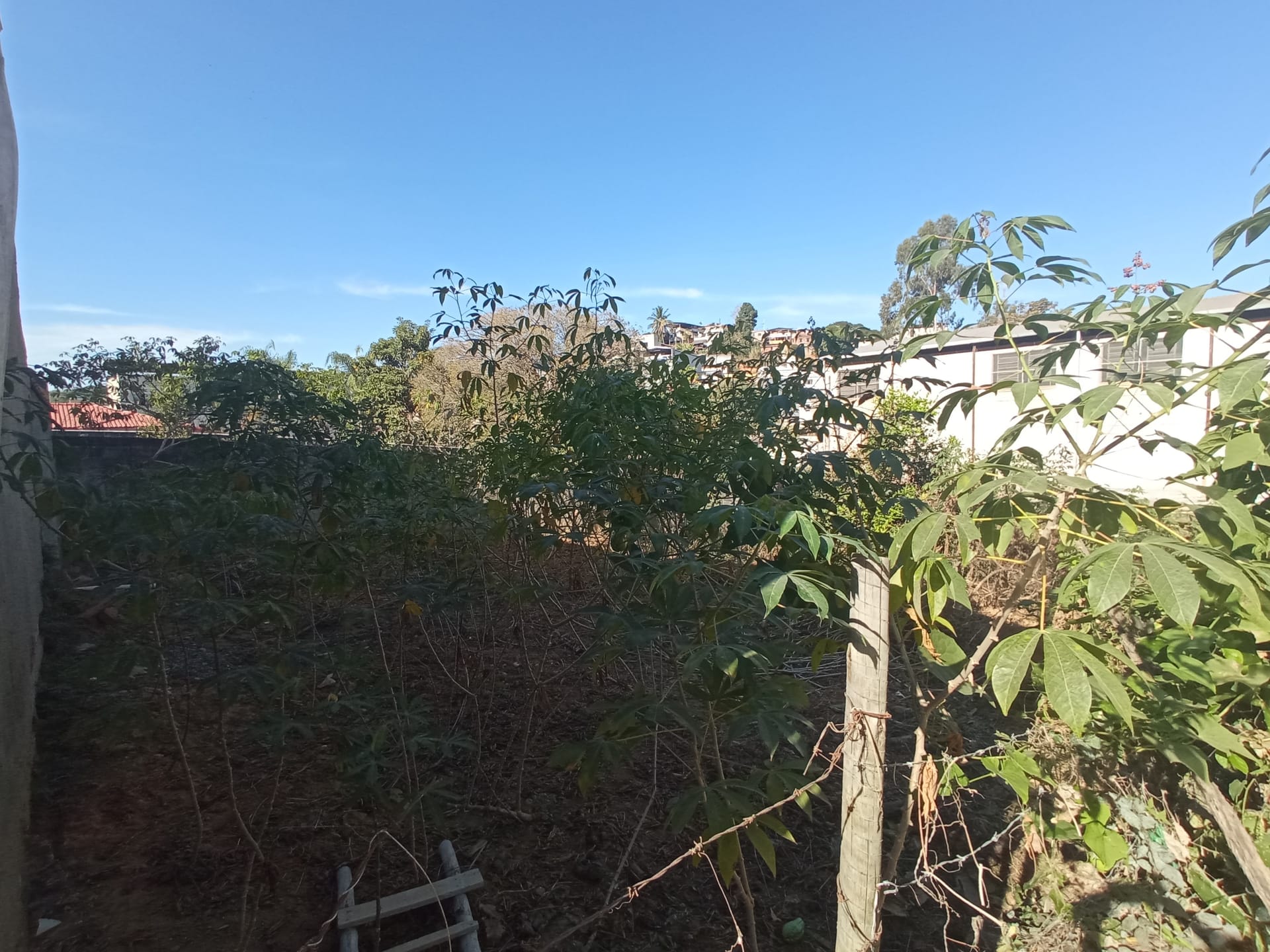 Terreno à venda 152.1M², ROSÁRIO, RIO POMBA - MG - foto 6