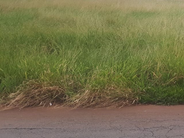 Foto do Terreno - Terreno de 200 m2 para venda no Loteamento Residencial NOVO HORIZONTE | Hermes Imóveis