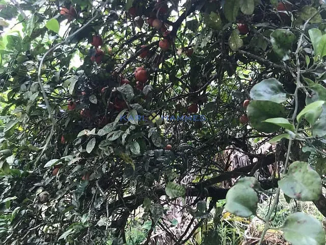 Terreno com 590m², à venda, no bairro Quitandinha em Petrópolis