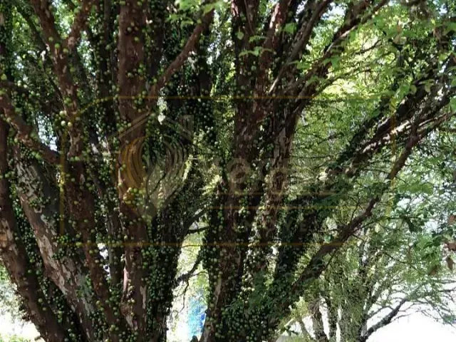 Chácara com 5000m² 1 quarto e 2 banheiros, à venda, no bairro Chácaras Santo Antonio em Santo Antônio de Posse