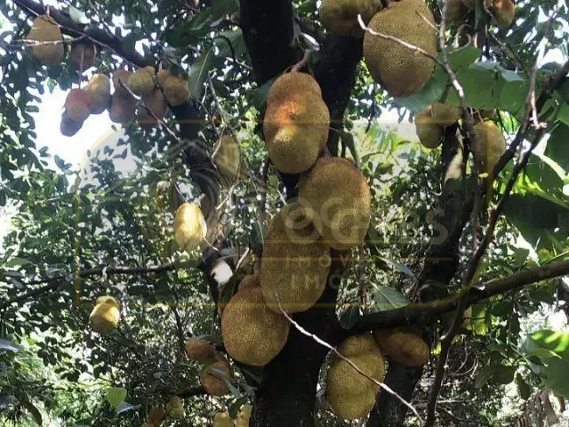 Chácara com 5000m² 1 quarto e 2 banheiros, à venda, no bairro Chácaras Santo Antonio em Santo Antônio de Posse