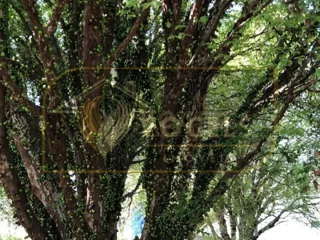 Chácara com 5000m² 1 quarto e 2 banheiros, à venda, no bairro Chácaras Santo Antonio em Santo Antônio de Posse