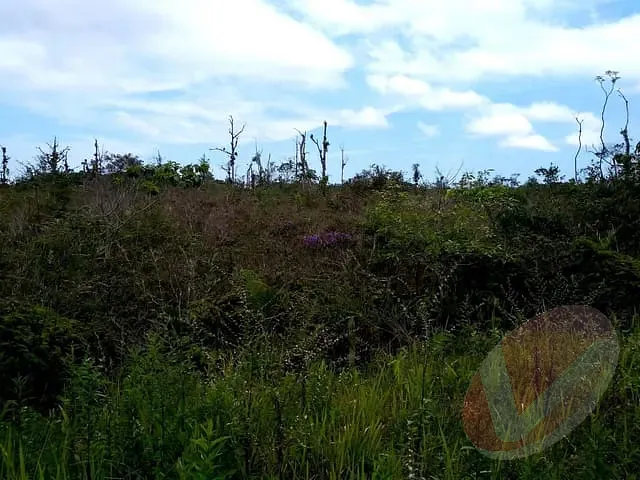 Terreno com 2063m², à venda, no bairro Parque Real em Itanhaém