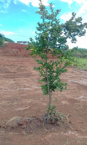 Foto do Terreno - Terreno à venda com 1000m2 em  loteamento fechado no bairro do Atibaianos em  Bragança Paulista, SP | GUMA NEGOCIOS IMOBILIARIOS LTDA