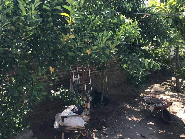 Terreno com 160m², à venda, no bairro Perpétuo Socorro em Paulo Afonso