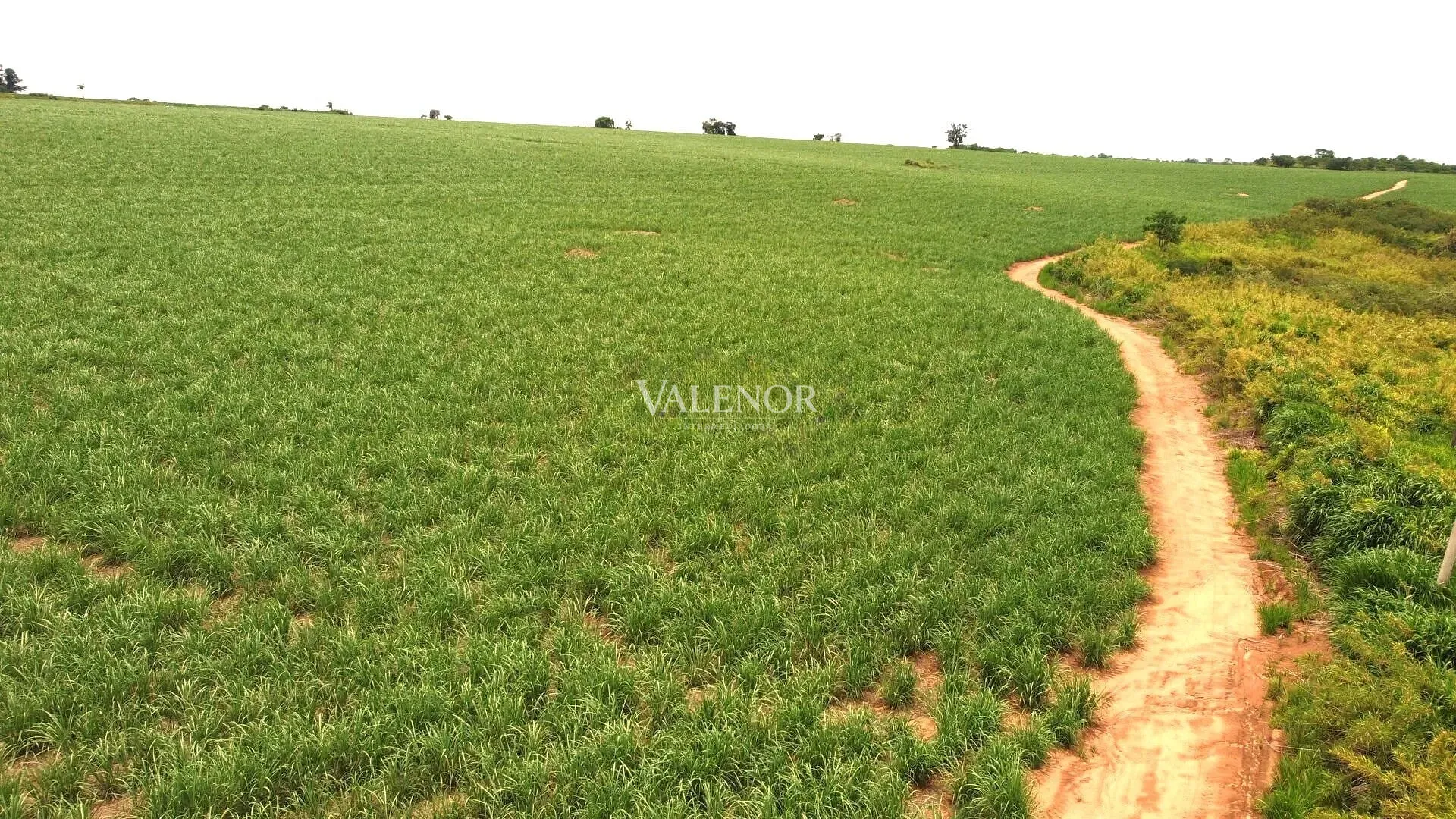 Terreno, 78 hectares - Foto 11