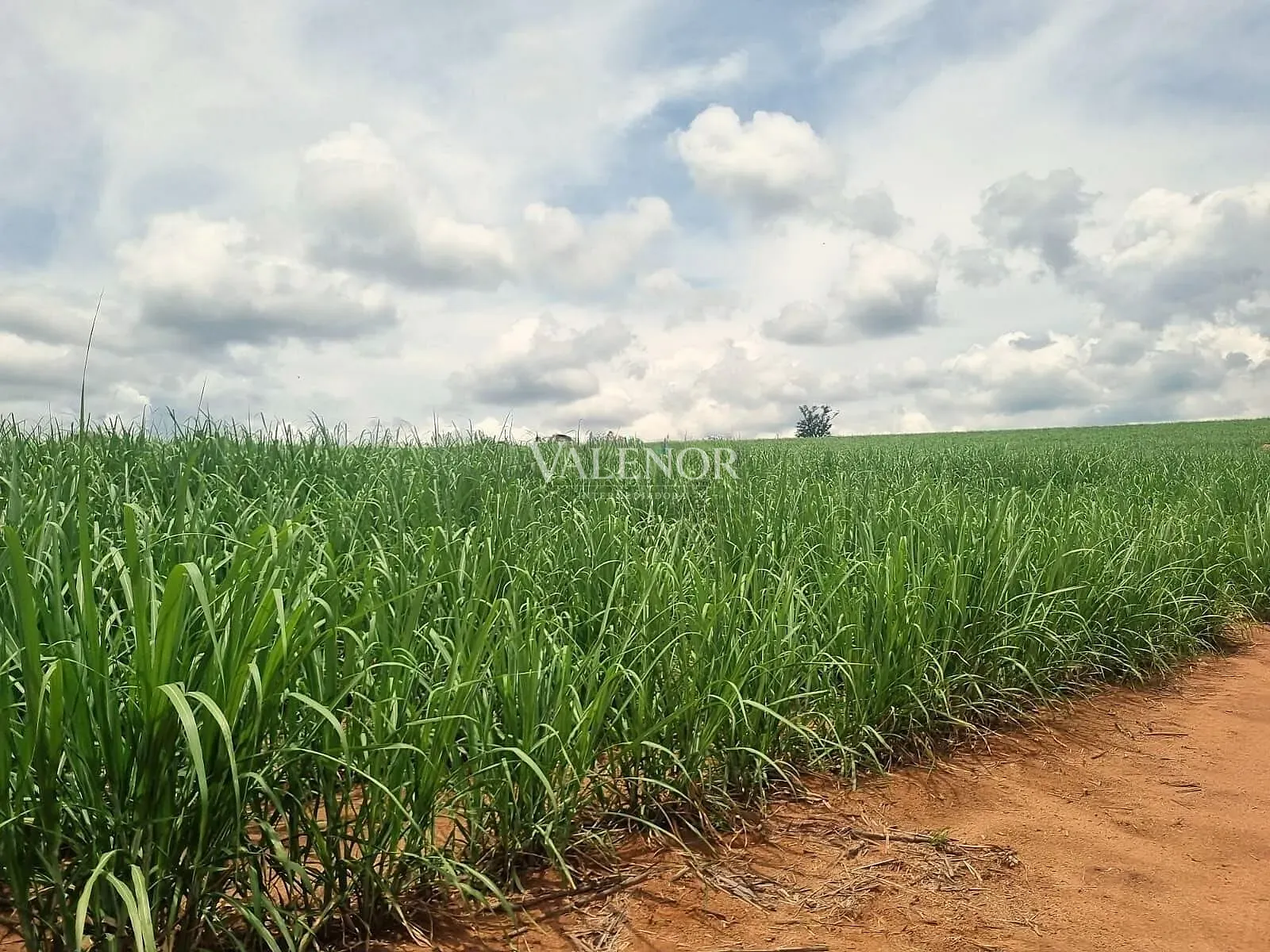 Terreno, 78 hectares - Foto 12