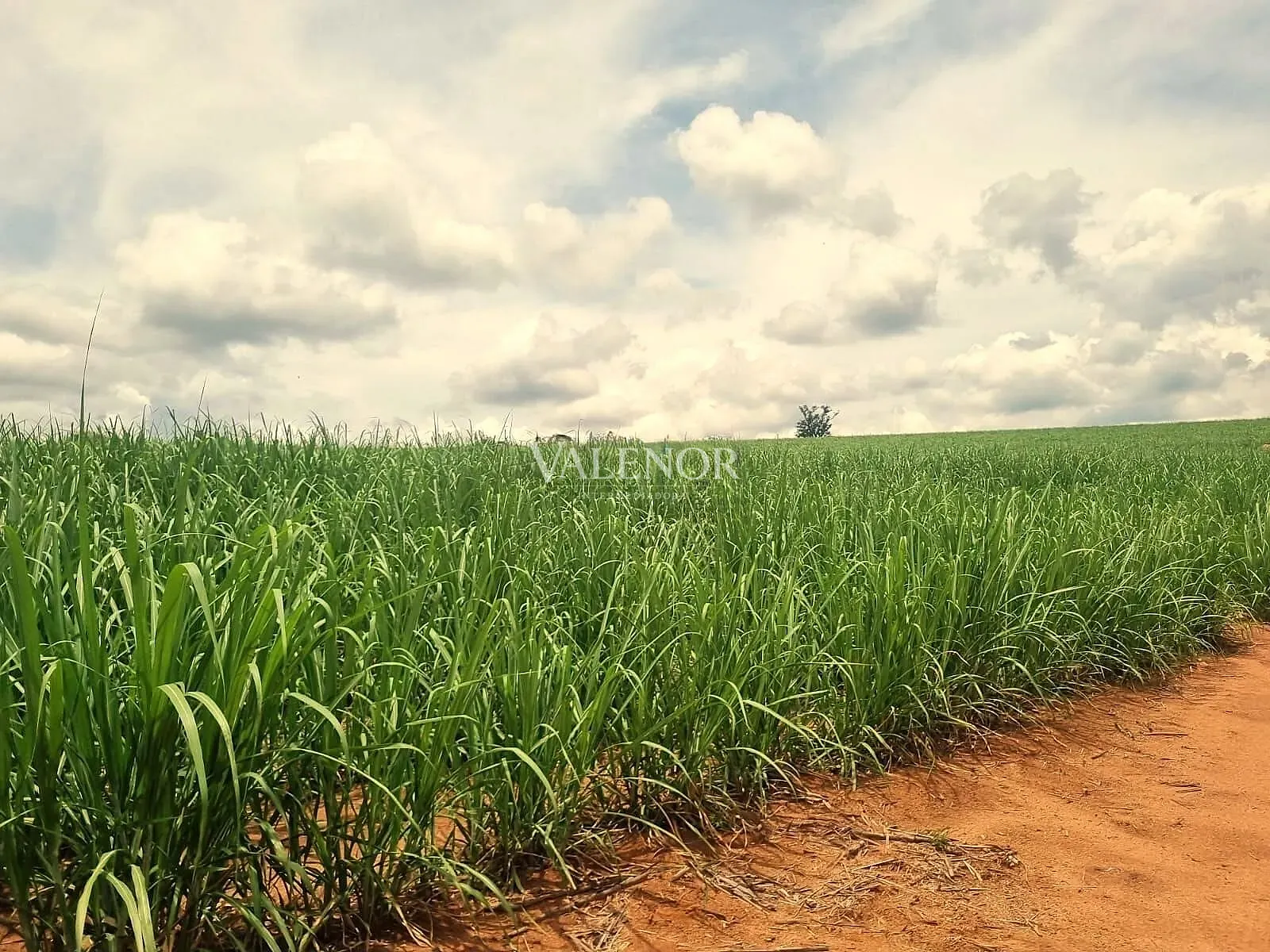 Terreno, 78 hectares - Foto 15
