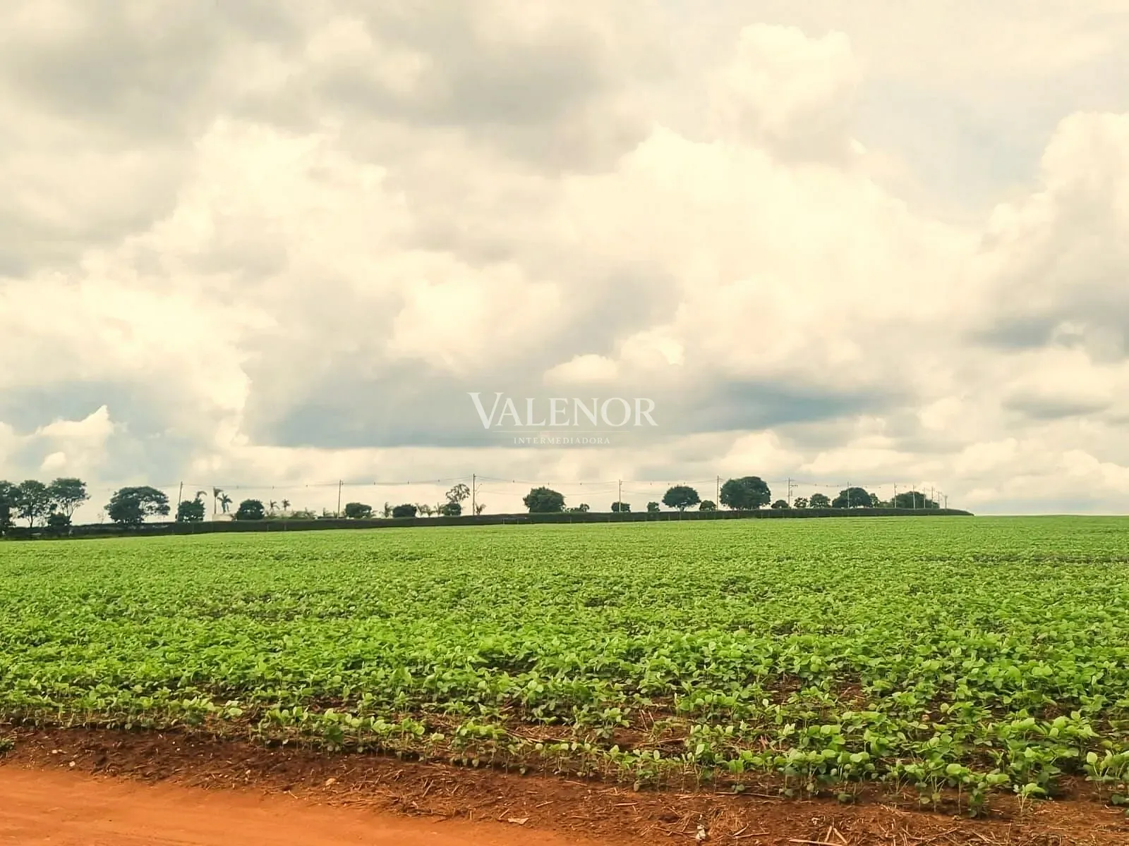 Terreno, 78 hectares - Foto 13