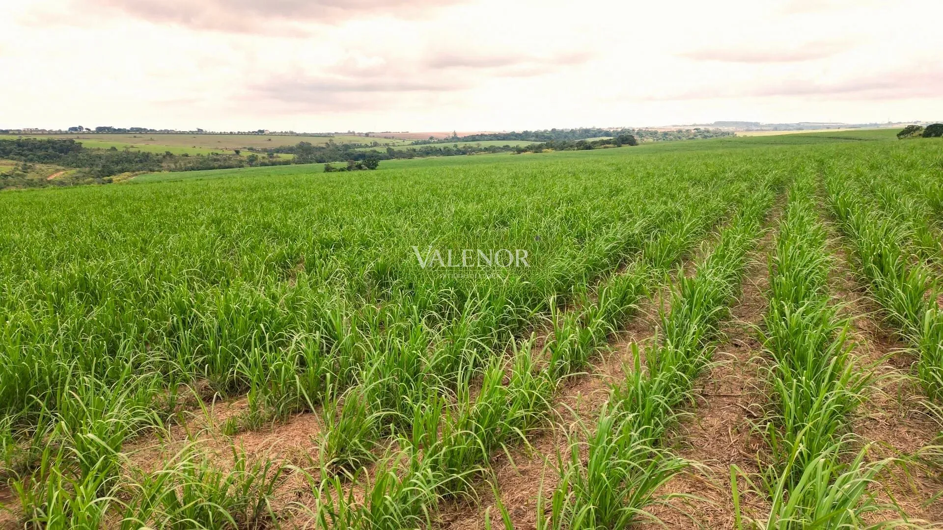 Terreno, 78 hectares - Foto 14