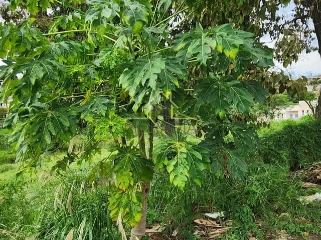 Terreno com 1856m², à venda, no bairro Morada do Sol em Guaxupé