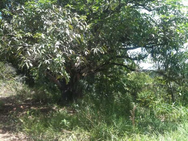 Terreno com 76245m², à venda, no bairro Jardim Paulista em Igarassu