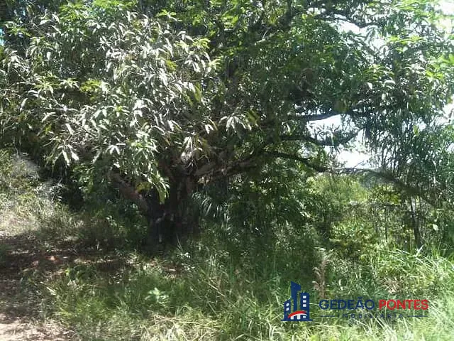 Terreno com 76245m², à venda, no bairro Jardim Paulista em Igarassu