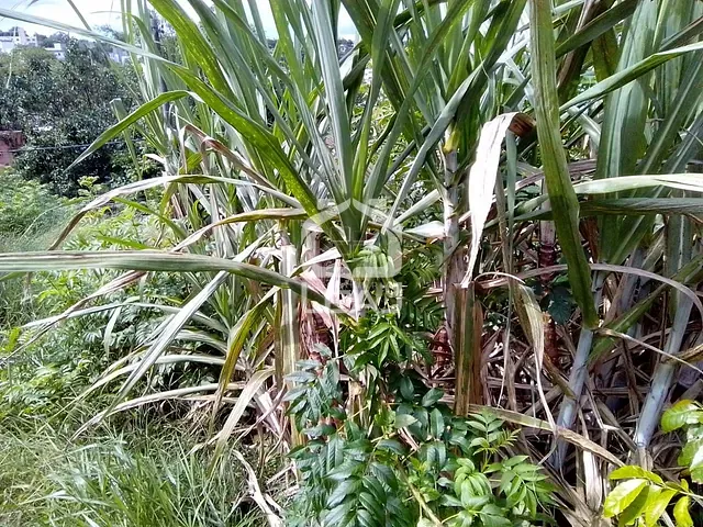 Terreno com 279m², à venda, no bairro Jardim do Colégio em São Paulo