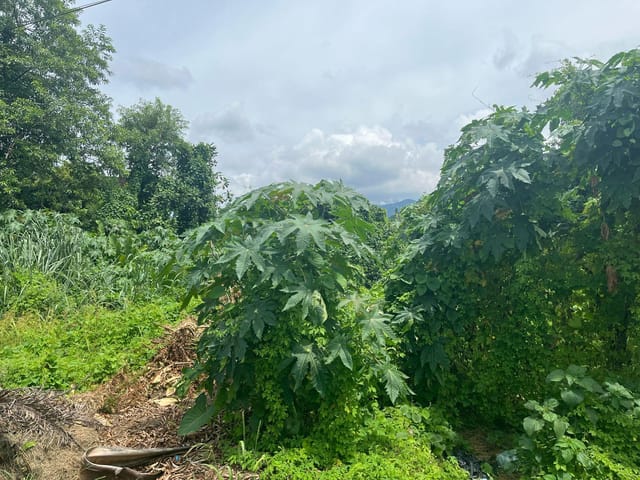 Foto do Terreno - Terreno à venda, Quinta Mariana, Guapimirim, RJ | Sansil Imóveis