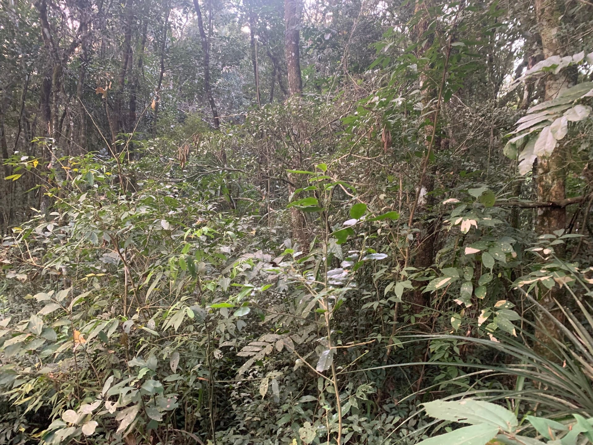 Terreno à venda, 4800m² - Foto 3