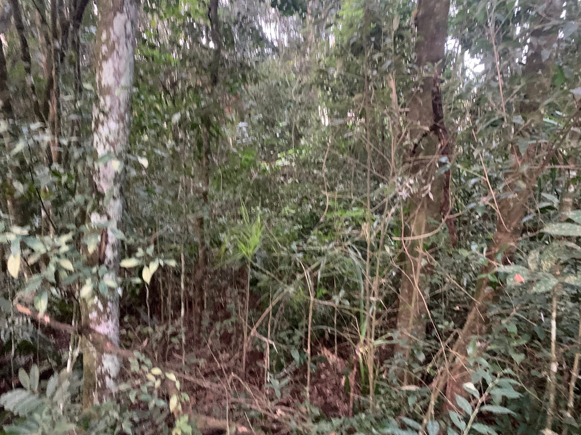 Terreno à venda, 4800m² - Foto 6
