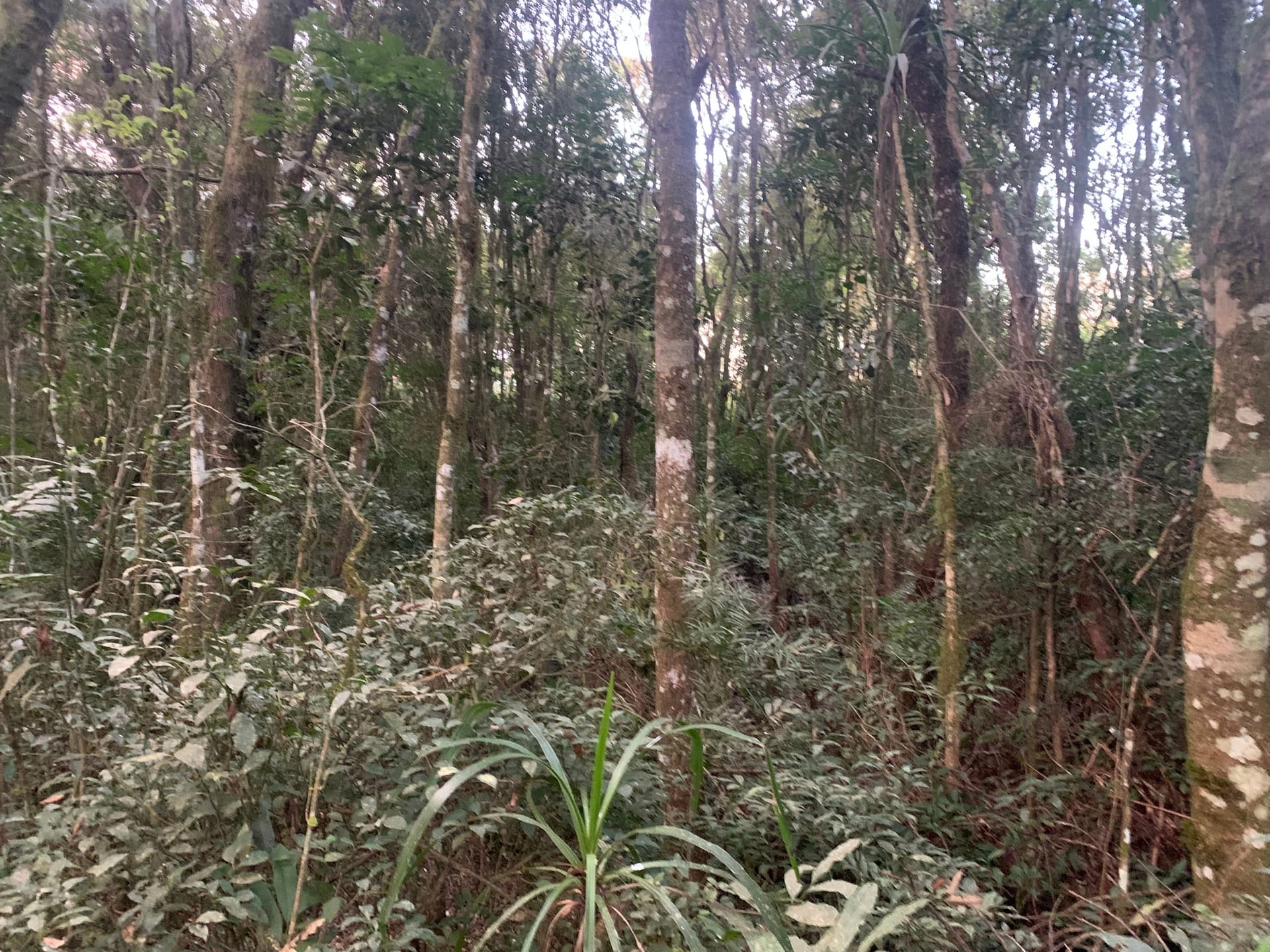 Terreno à venda, 4800m² - Foto 7