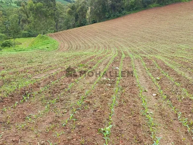 Terreno com 38700m², à venda, no bairro Mata do Isidoro em Maria da Fé