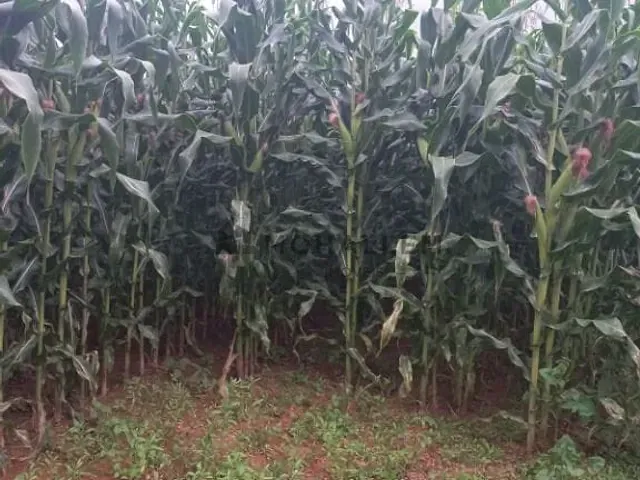 Terreno com 38700m², à venda, no bairro Mata do Isidoro em Maria da Fé