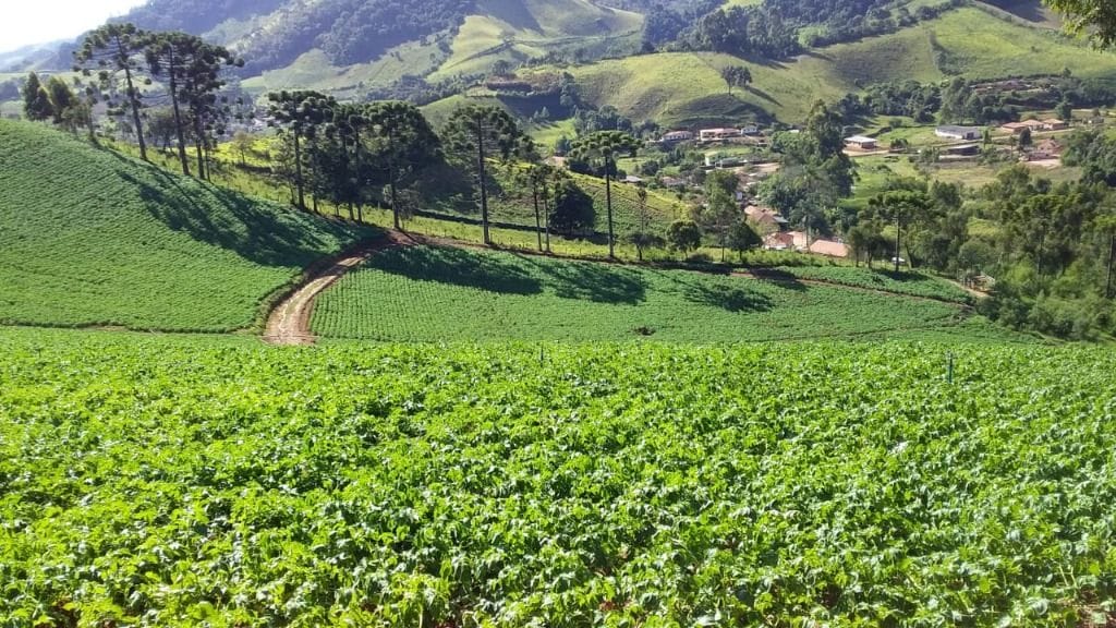 Terreno no Mata do Isidoro, Maria da Fé
