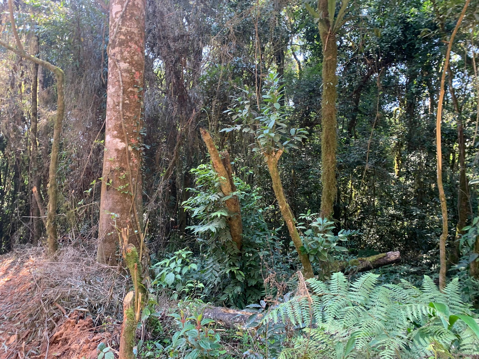 Terreno à venda, 16000m² - Foto 10