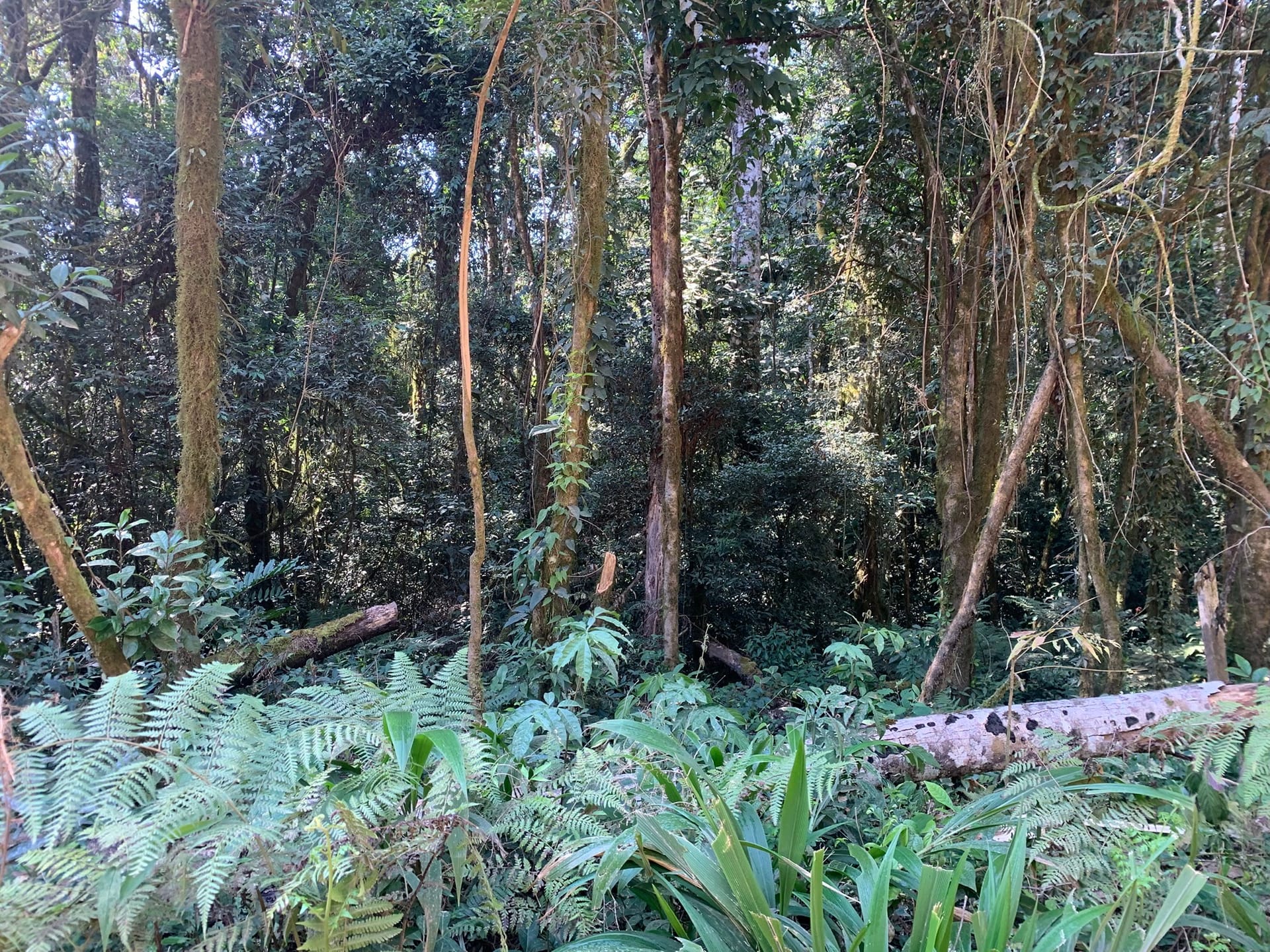 Terreno à venda, 16000m² - Foto 11