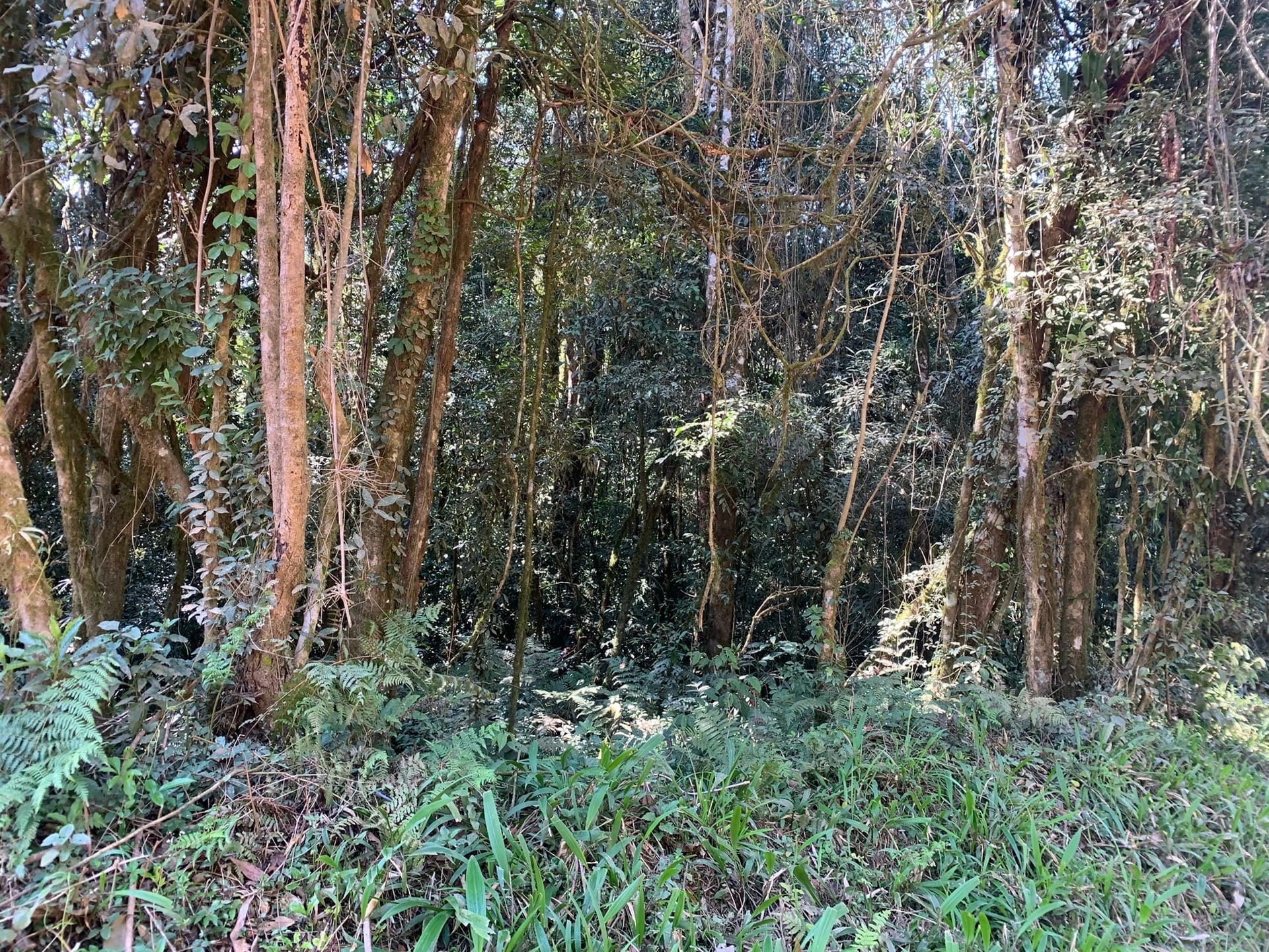 Terreno à venda, 16000m² - Foto 12