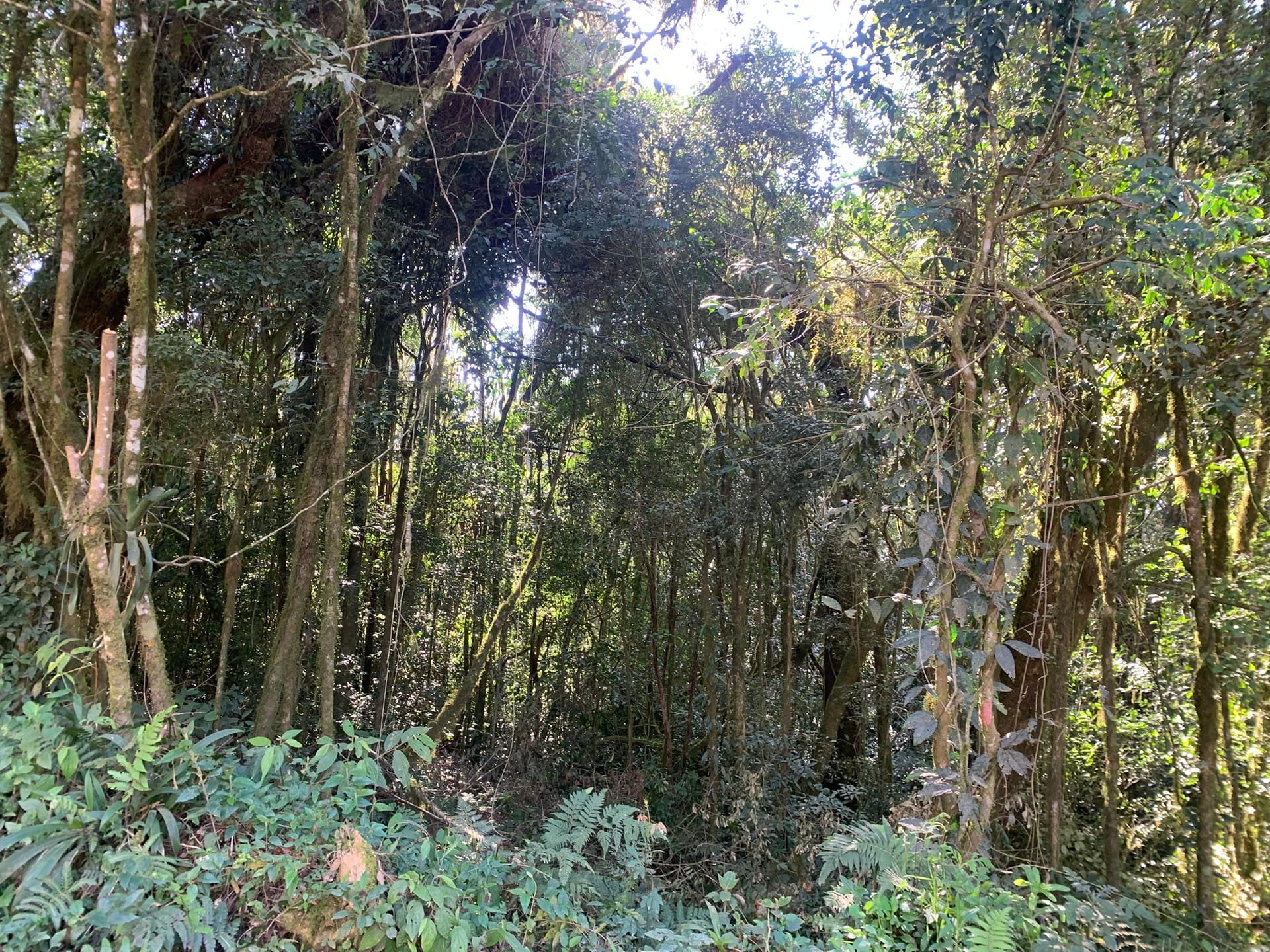 Terreno à venda, 16000m² - Foto 2