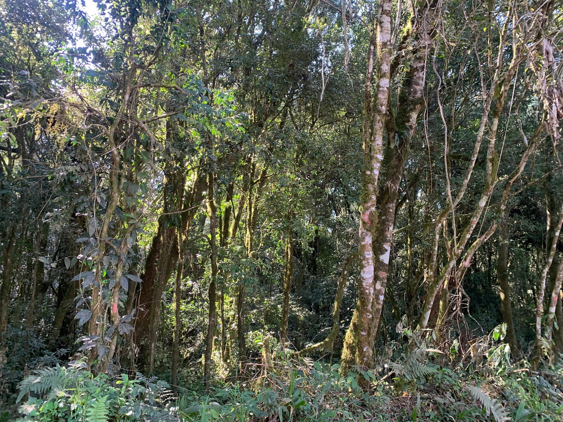 Terreno à venda, 16000m² - Foto 5