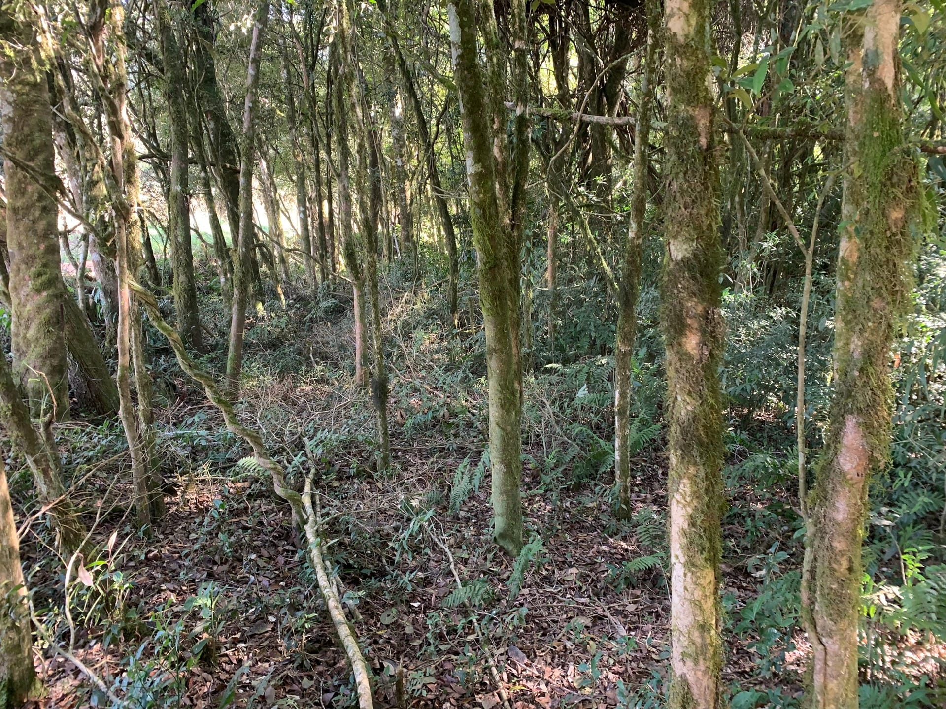Terreno à venda, 16000m² - Foto 4