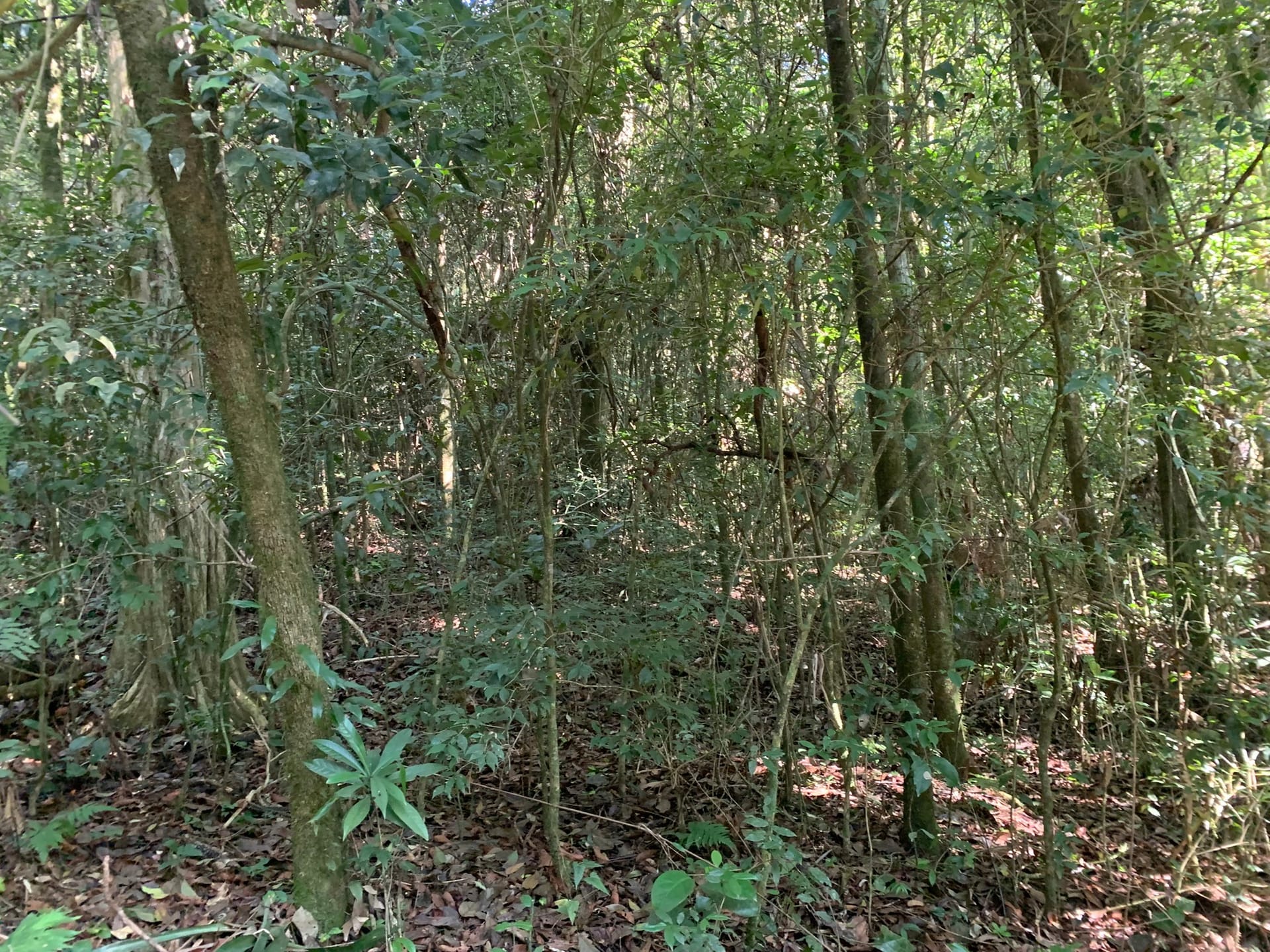 Terreno à venda, 16000m² - Foto 3