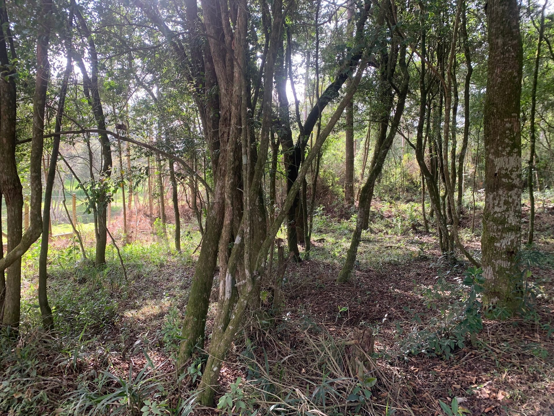 Terreno, 6000 m² - Foto 2