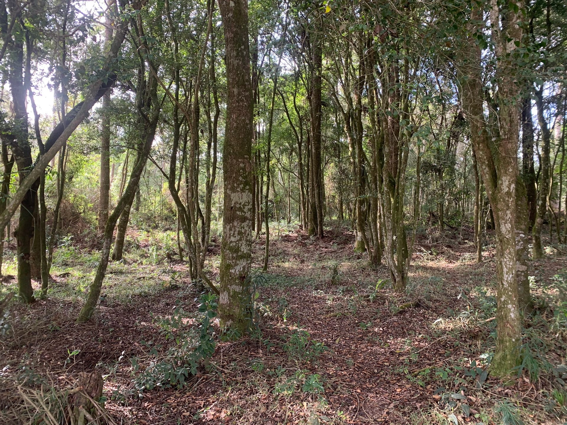 Terreno, 6000 m² - Foto 4