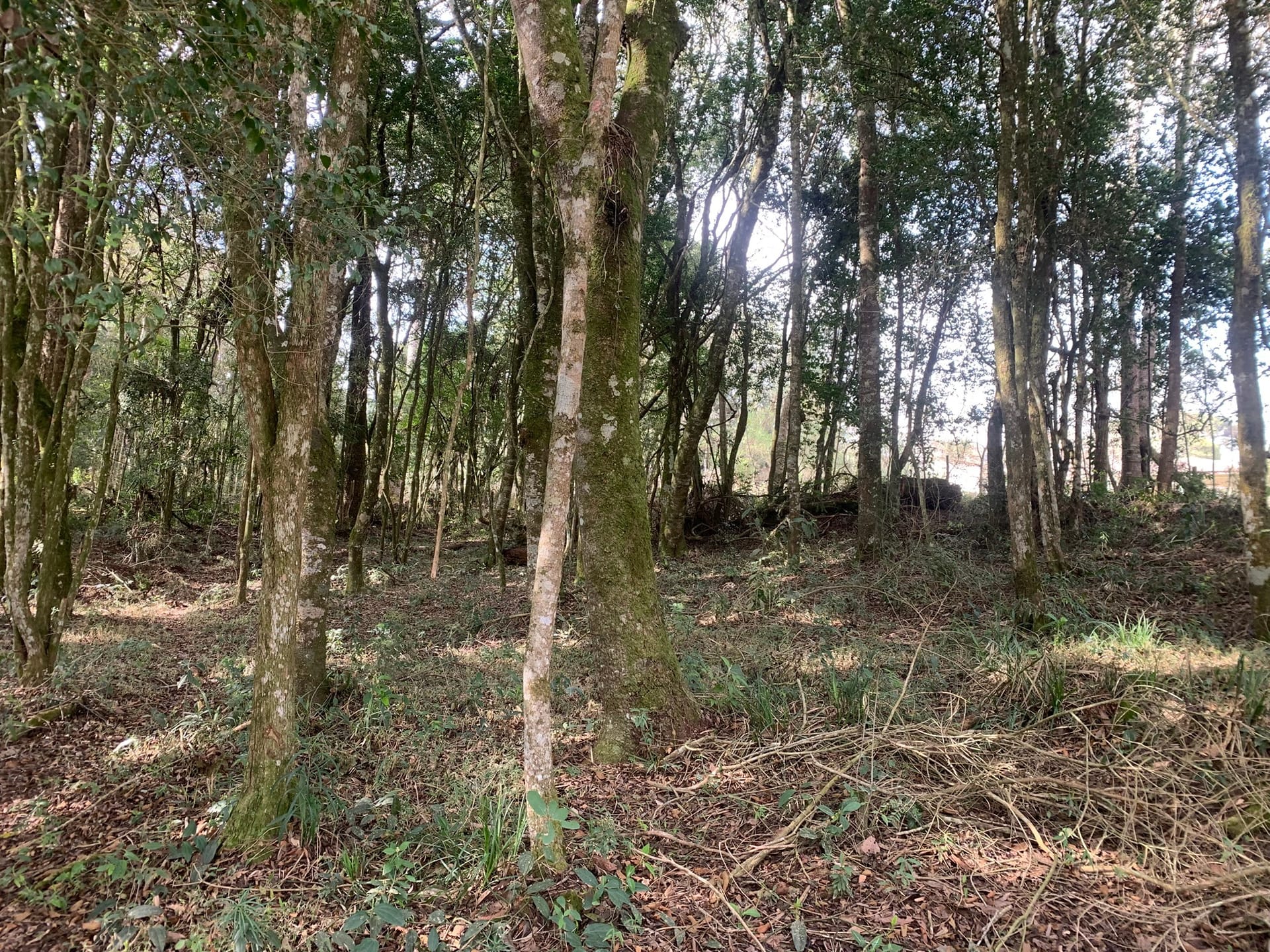 Terreno, 6000 m² - Foto 5