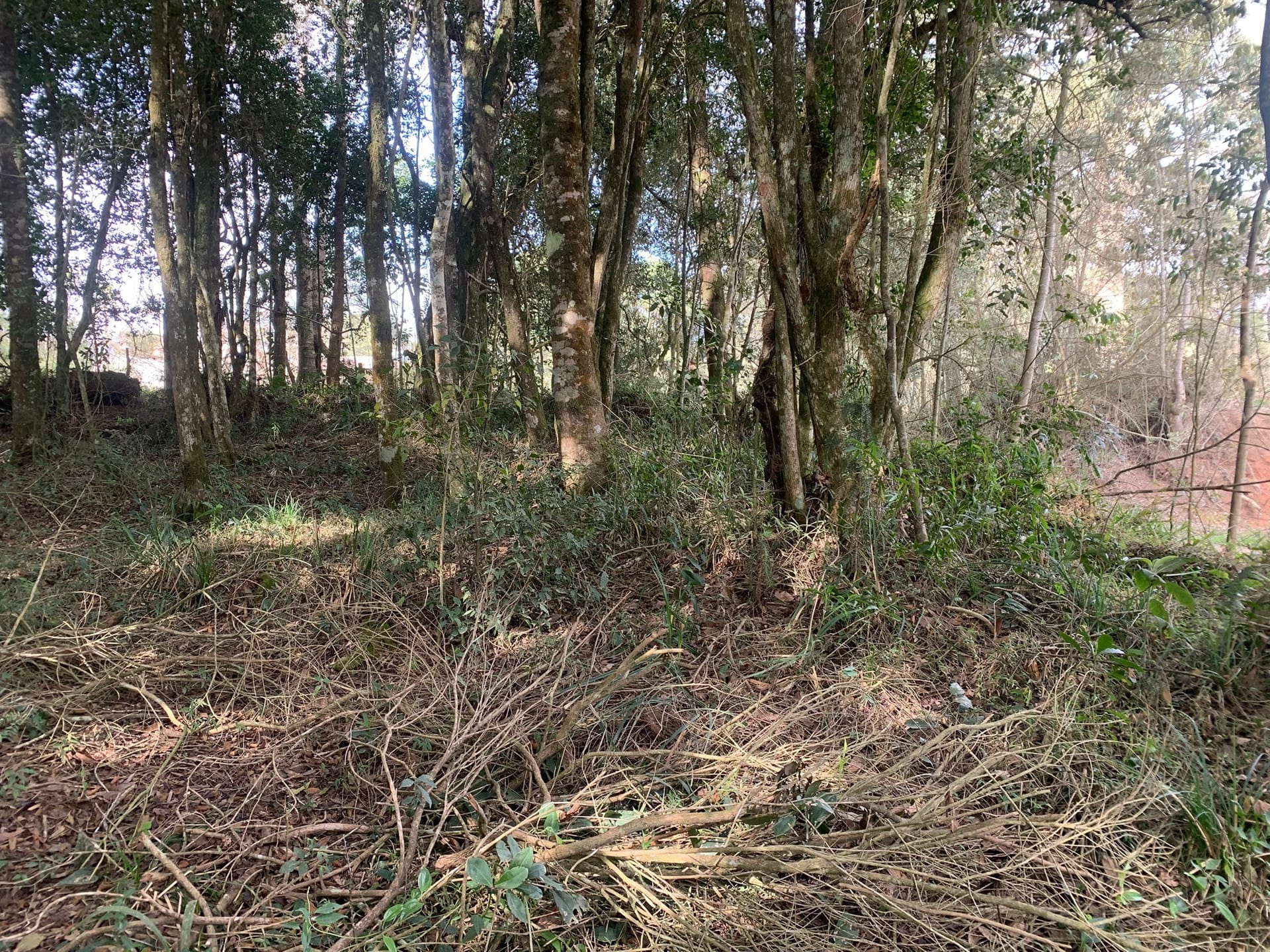 Terreno, 6000 m² - Foto 6