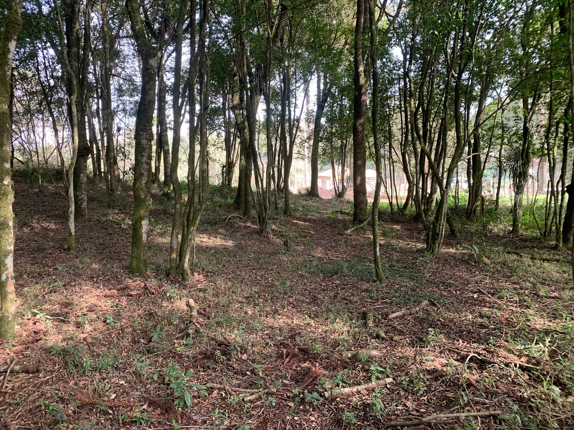 Terreno, 6000 m² - Foto 7