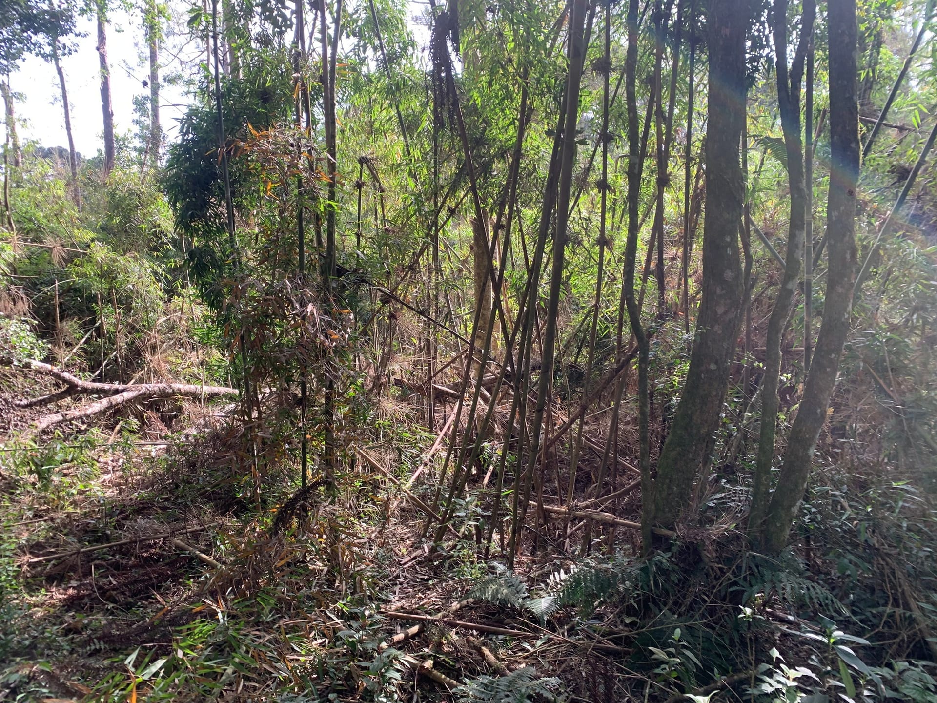 Terreno, 6000 m² - Foto 9