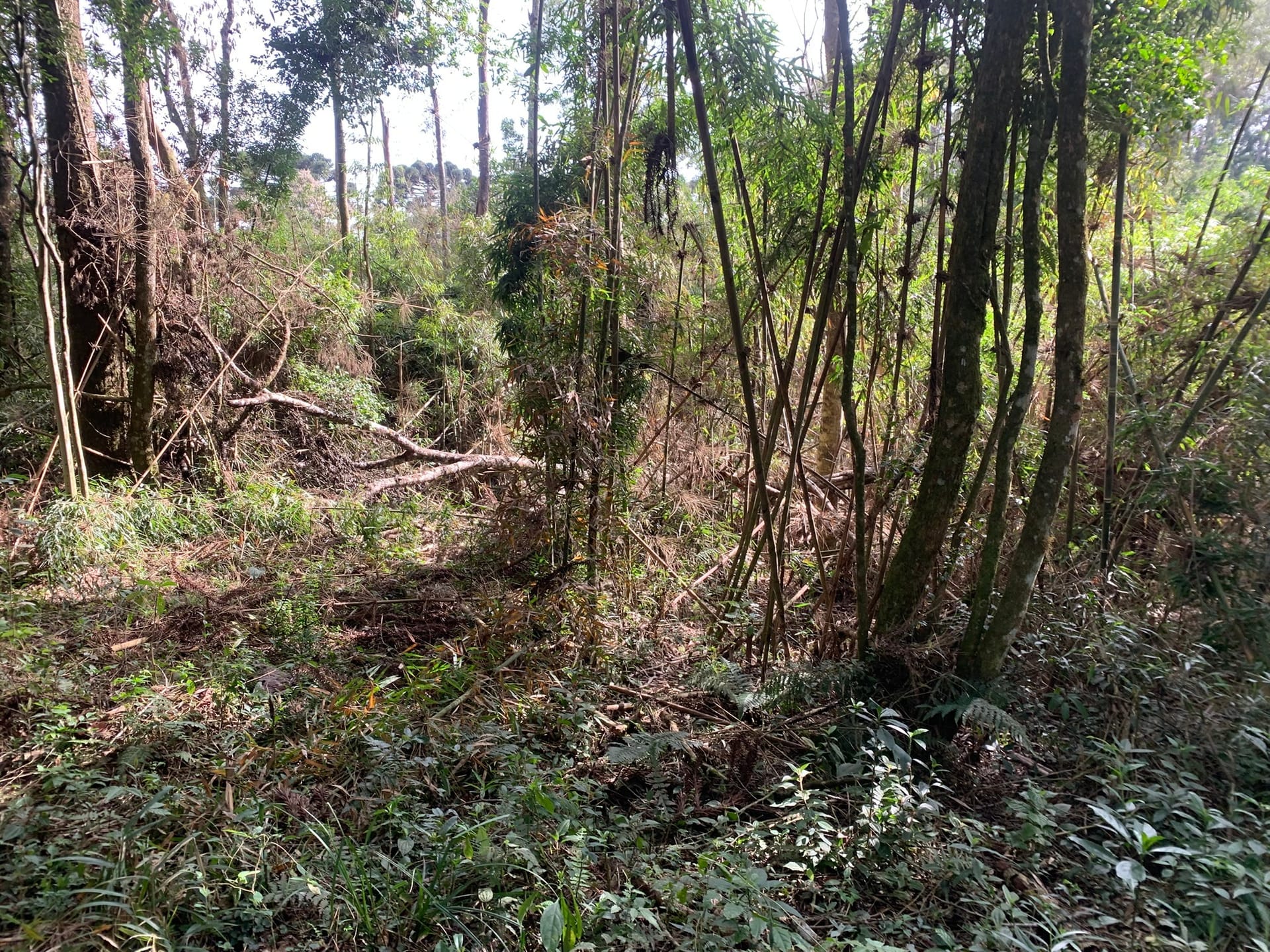 Terreno, 6000 m² - Foto 10