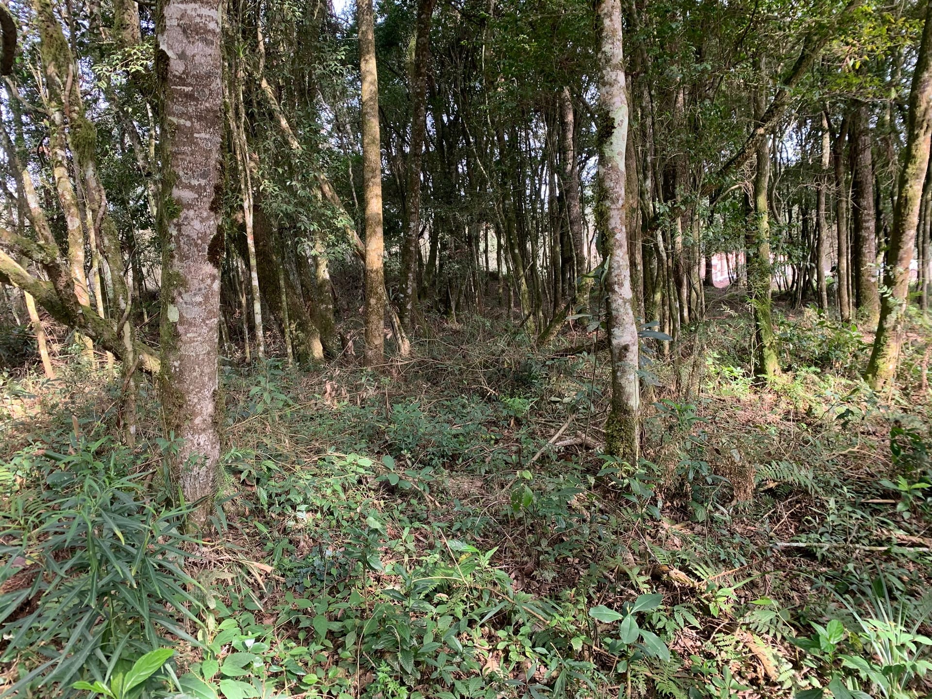 Terreno, 6000 m² - Foto 11