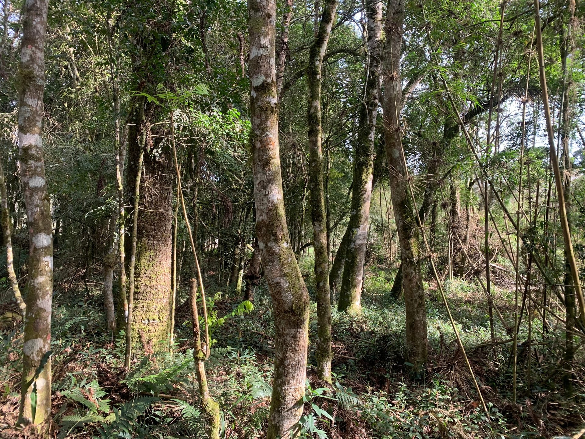 Terreno, 6000 m² - Foto 12