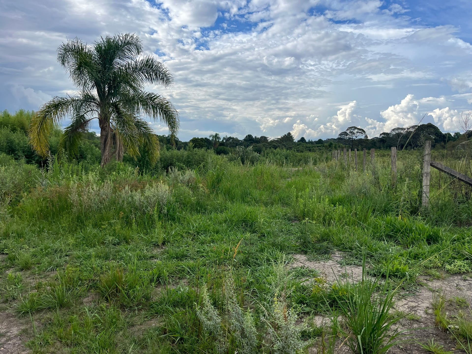 Terreno, 2 hectares - Foto 1