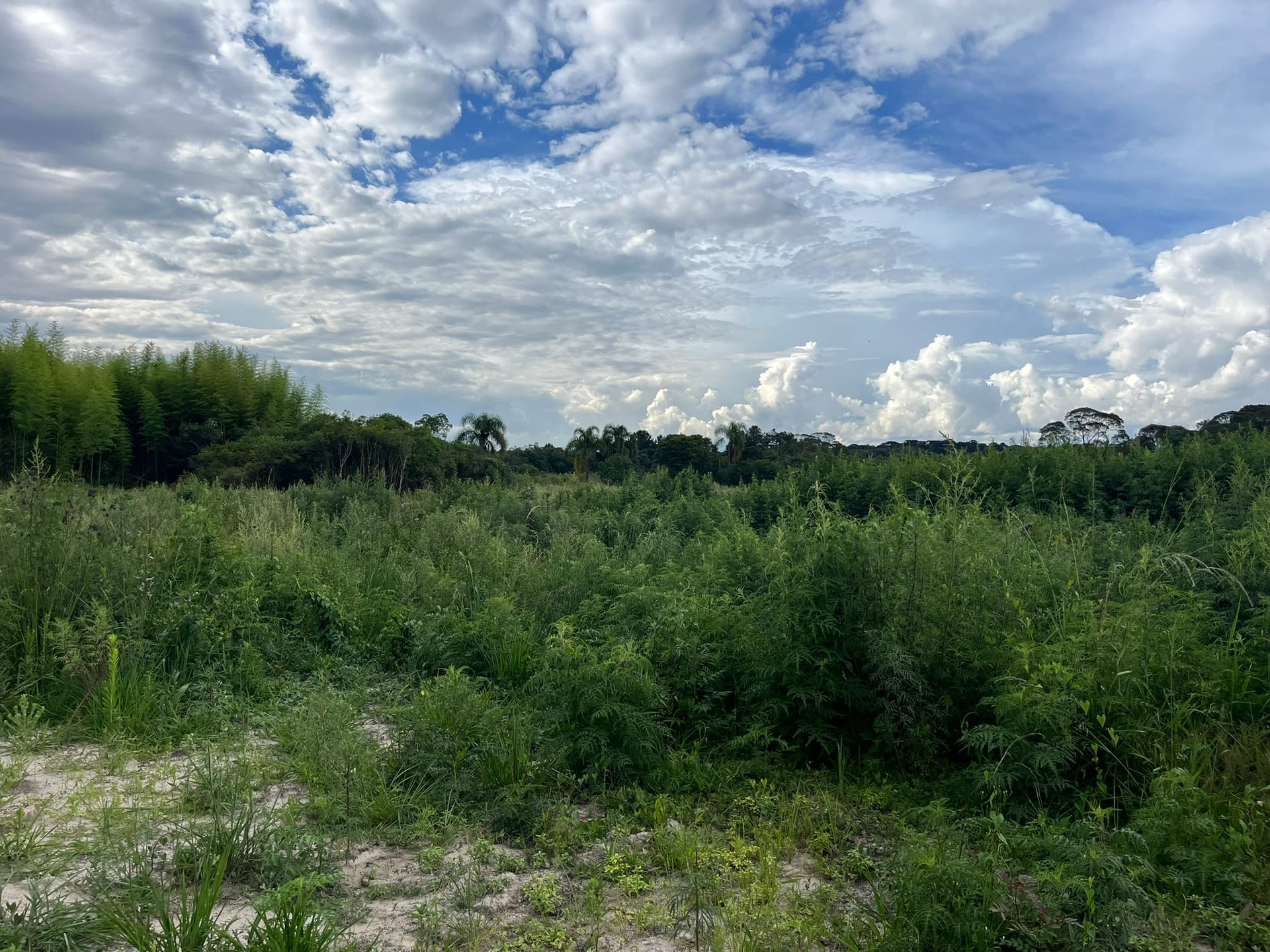 Terreno, 2 hectares - Foto 4