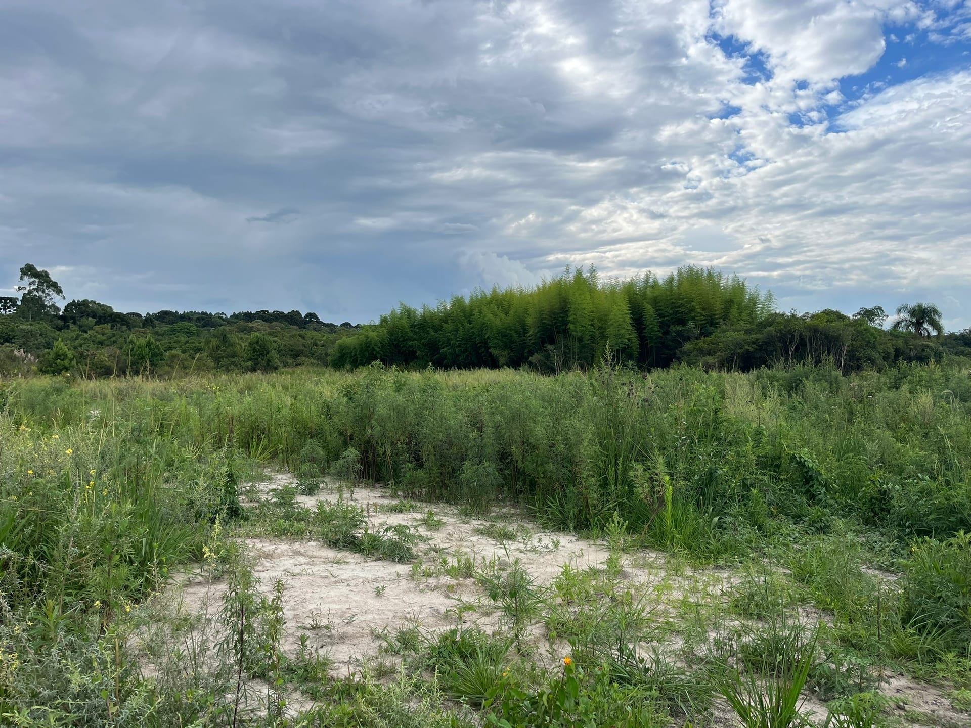 Terreno, 2 hectares - Foto 5