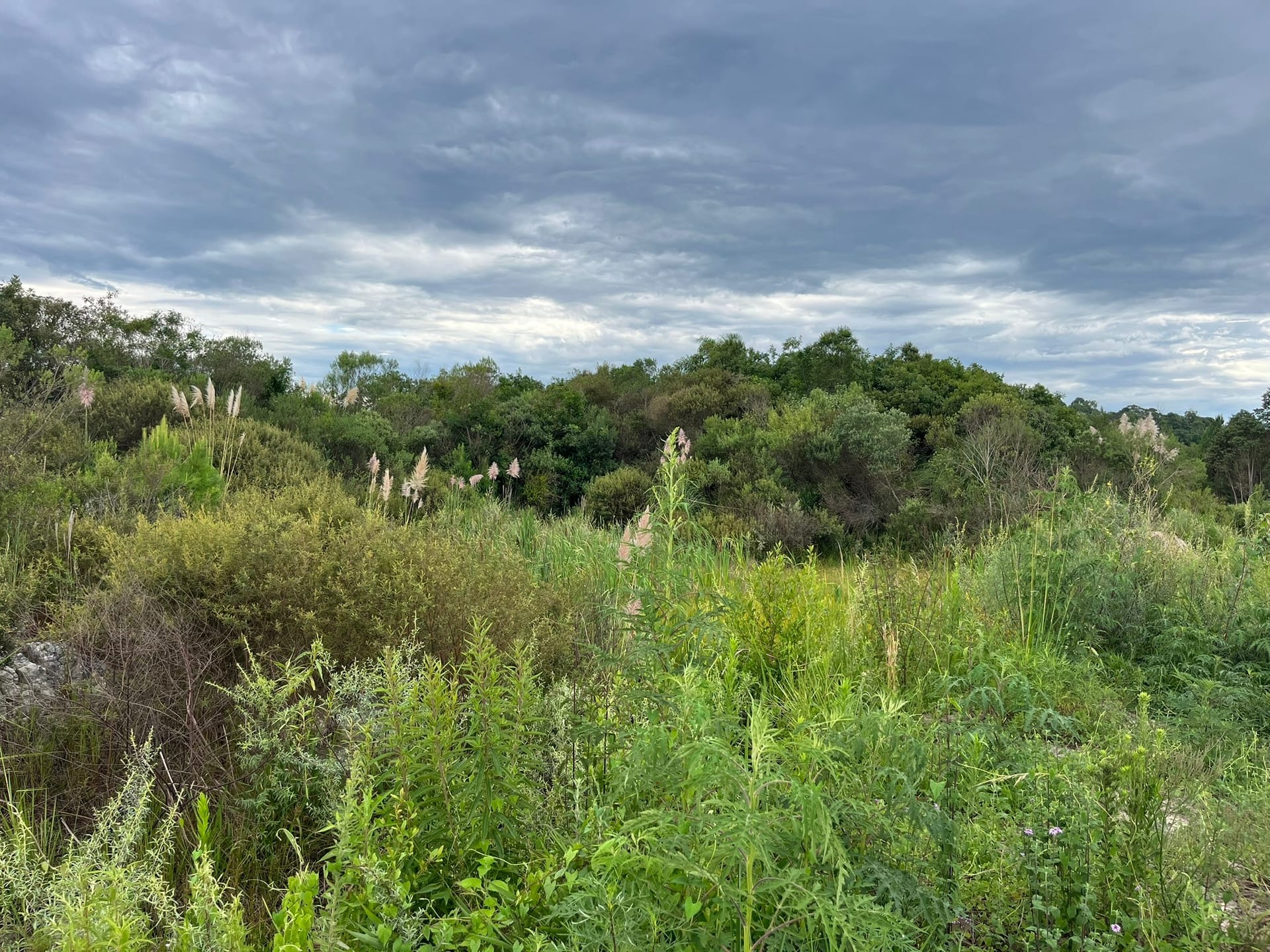 Terreno, 2 hectares - Foto 7
