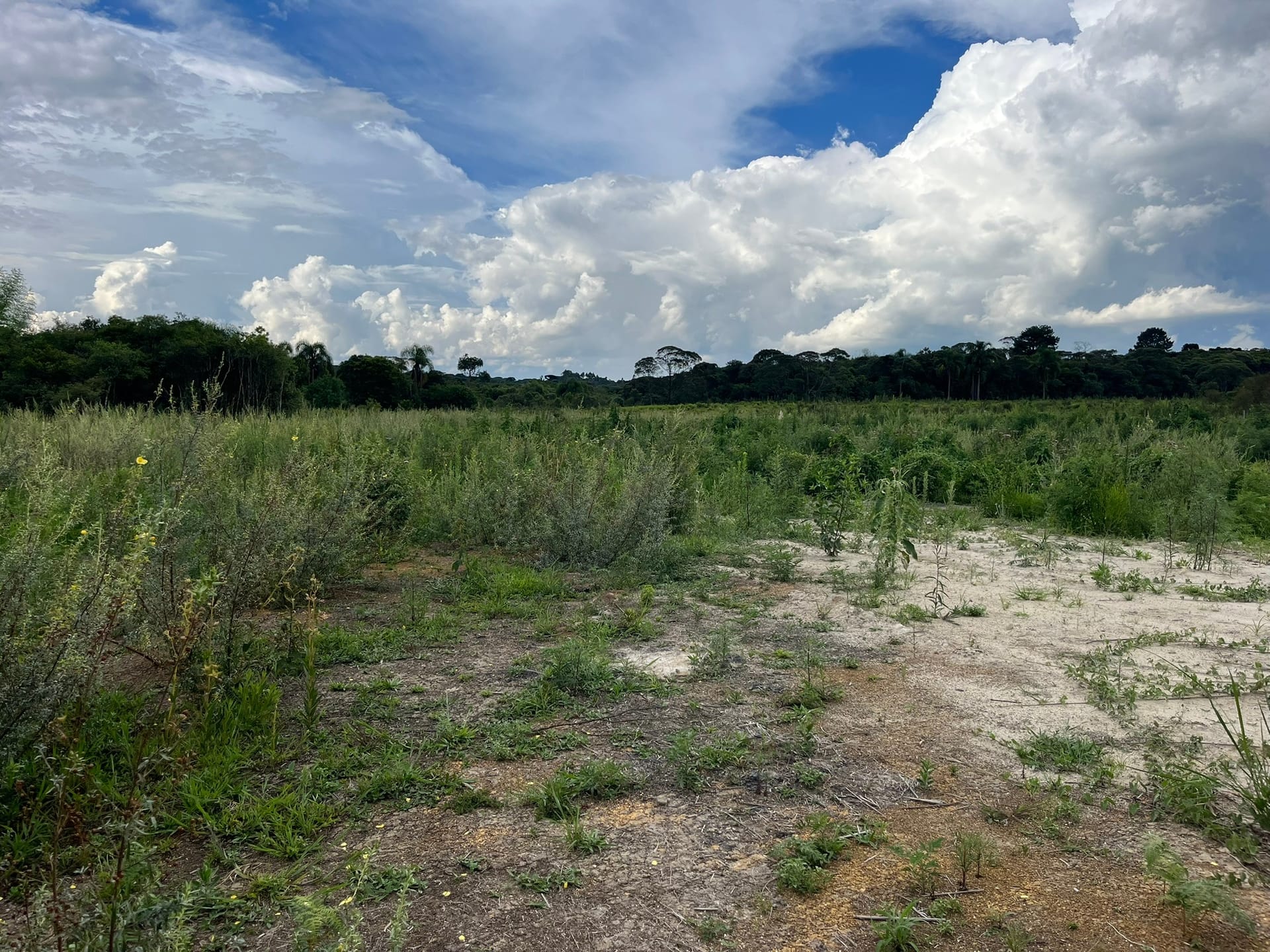 Terreno, 2 hectares - Foto 10