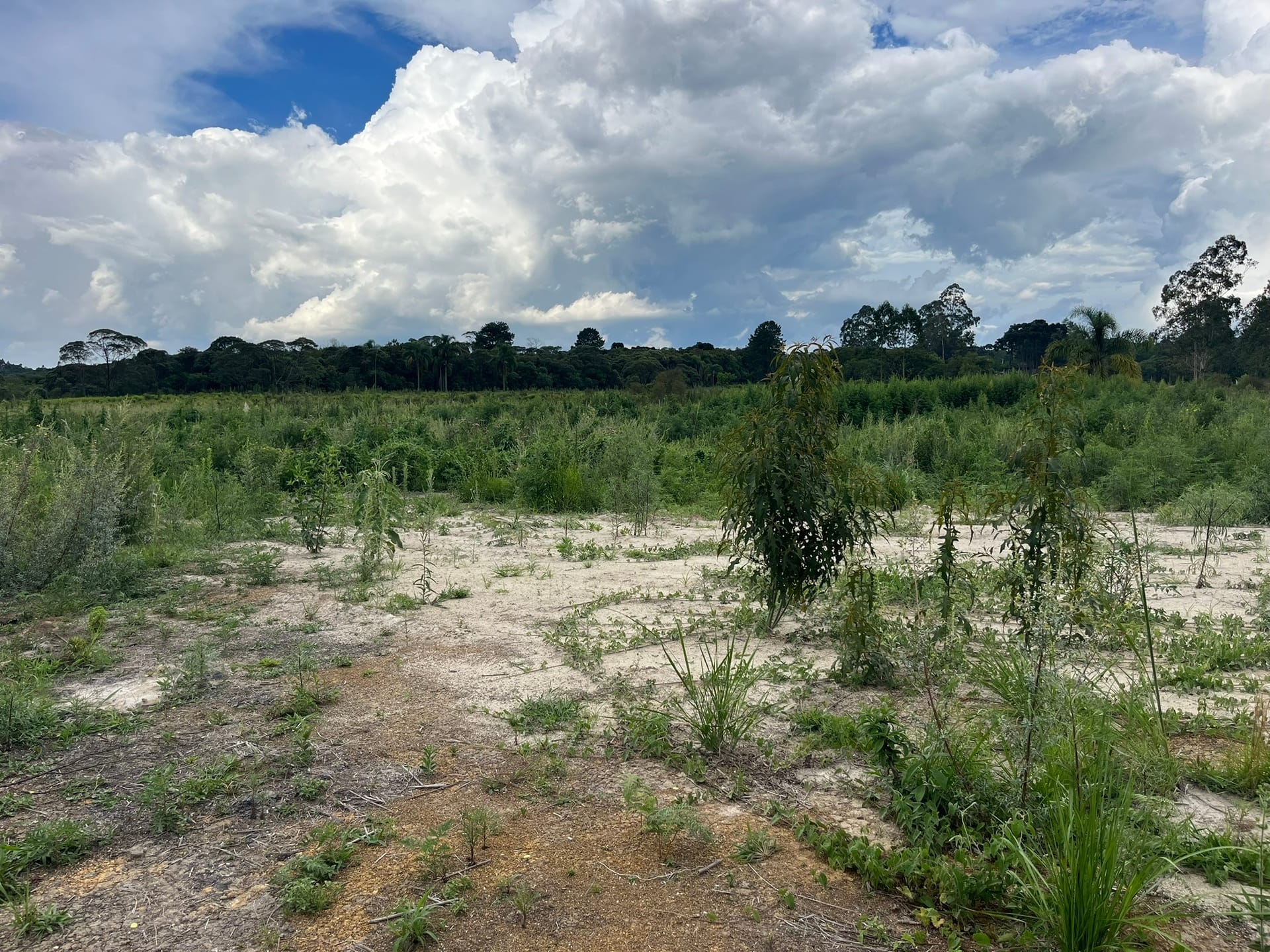 Terreno, 2 hectares - Foto 11