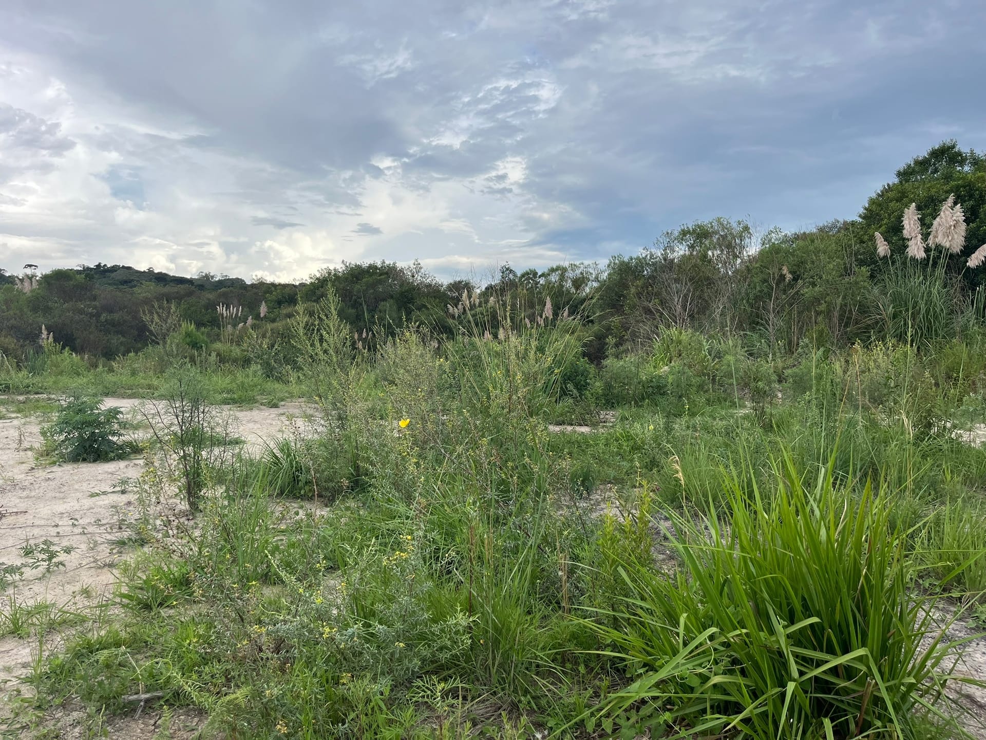 Terreno, 2 hectares - Foto 12