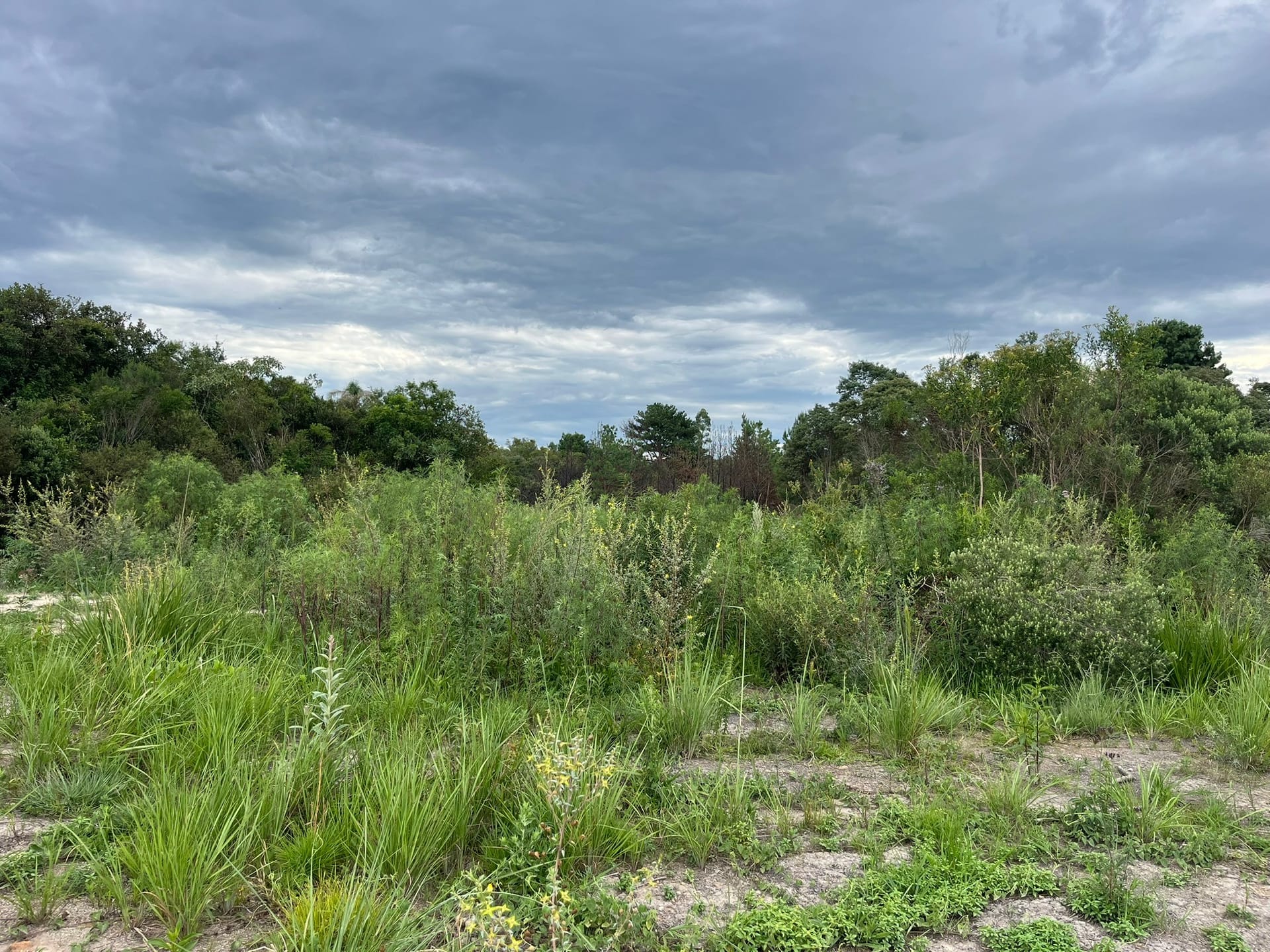 Terreno, 2 hectares - Foto 13